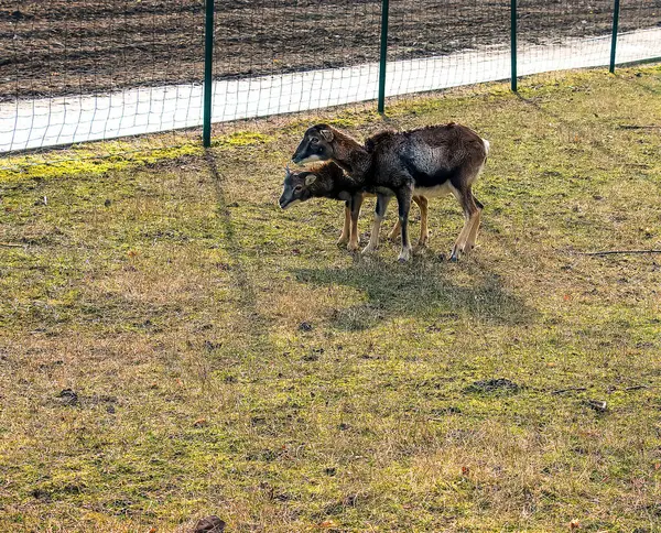 Slovakya 'nın Nitra kentindeki Tarım Üniversitesi' nin kreşinde Avrupa Mouflon Ovis orientalis.