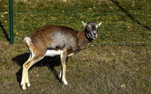 Slovakya 'nın Nitra kentindeki Tarım Üniversitesi' nin kreşinde Avrupa Mouflon Ovis orientalis.