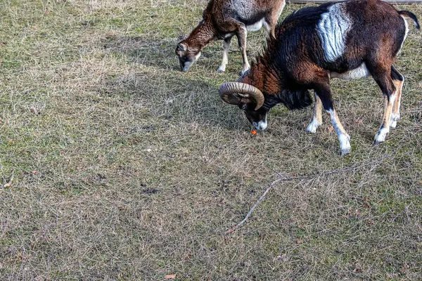 Slovakya 'nın Nitra kentindeki Tarım Üniversitesi' nin kreşinde Avrupa Mouflon Ovis orientalis.