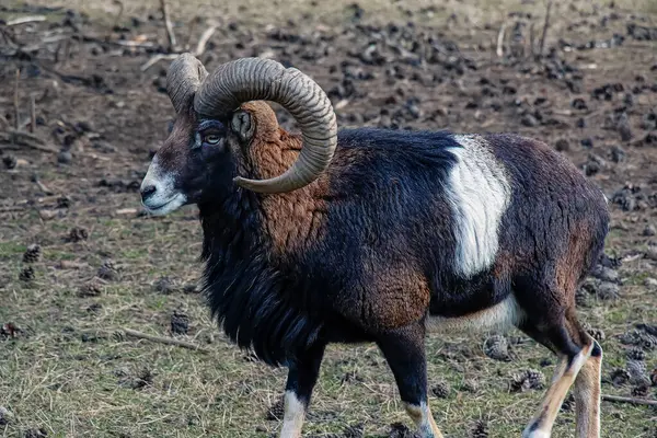 Slovakya 'nın Nitra kentindeki Tarım Üniversitesi' nin kreşinde Avrupa Mouflon Ovis orientalis.