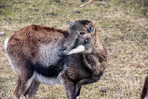 Slovakya 'nın Nitra kentindeki Tarım Üniversitesi' nin kreşinde Avrupa Mouflon Ovis orientalis.