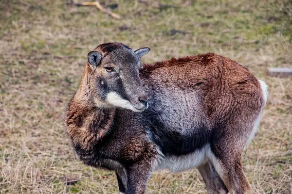 Slovakya 'nın Nitra kentindeki Tarım Üniversitesi' nin kreşinde Avrupa Mouflon Ovis orientalis.