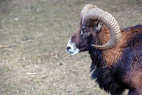 Slovakya 'nın Nitra kentindeki Tarım Üniversitesi' nin kreşinde Avrupa Mouflon Ovis orientalis.