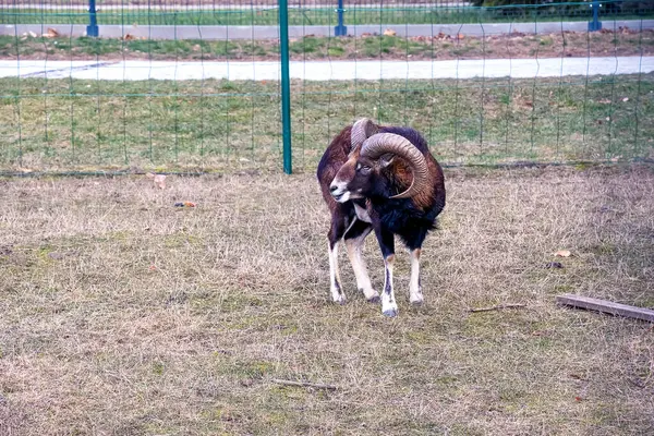 Slovakya 'nın Nitra kentindeki Tarım Üniversitesi' nin kreşinde Avrupa Mouflon Ovis orientalis.
