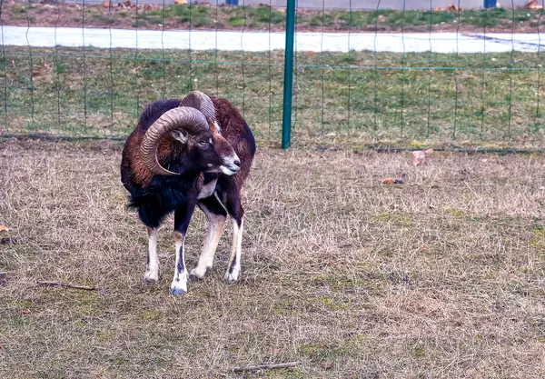 Slovakya 'nın Nitra kentindeki Tarım Üniversitesi' nin kreşinde Avrupa Mouflon Ovis orientalis.