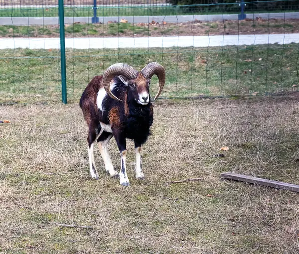 Slovakya 'nın Nitra kentindeki Tarım Üniversitesi' nin kreşinde Avrupa Mouflon Ovis orientalis.