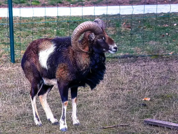 Slovakya 'nın Nitra kentindeki Tarım Üniversitesi' nin kreşinde Avrupa Mouflon Ovis orientalis.