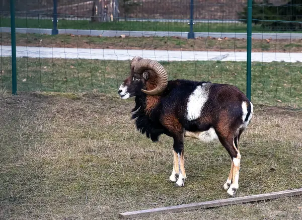 Slovakya 'nın Nitra kentindeki Tarım Üniversitesi' nin kreşinde Avrupa Mouflon Ovis orientalis.