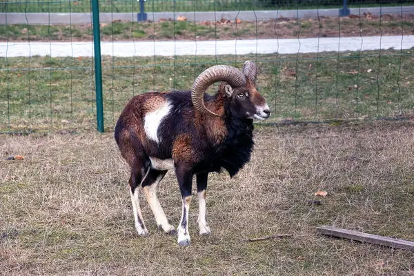 Slovakya 'nın Nitra kentindeki Tarım Üniversitesi' nin kreşinde Avrupa Mouflon Ovis orientalis.