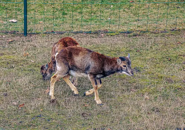 Slovakya 'nın Nitra kentindeki Tarım Üniversitesi' nin kreşinde Avrupa Mouflon Ovis orientalis.
