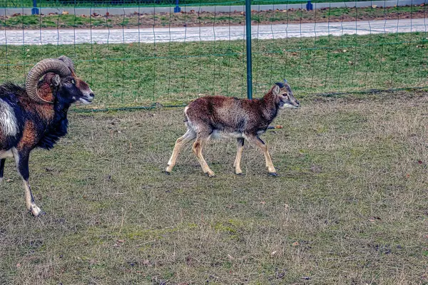 Slovakya 'nın Nitra kentindeki Tarım Üniversitesi' nin kreşinde Avrupa Mouflon Ovis orientalis.