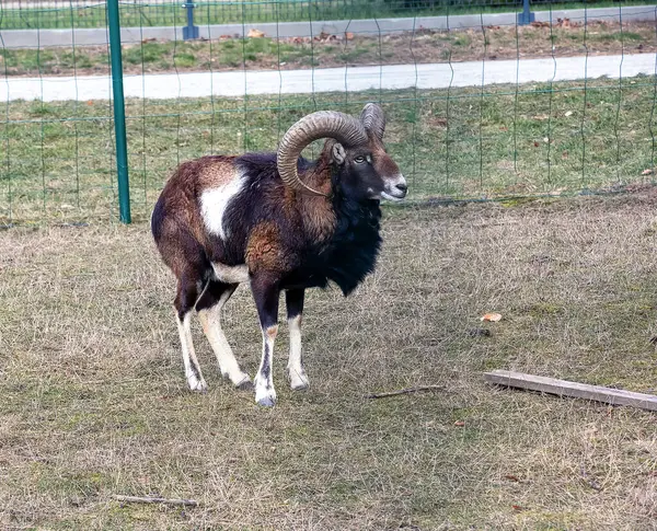 Slovakya 'nın Nitra kentindeki Tarım Üniversitesi' nin kreşinde Avrupa Mouflon Ovis orientalis.