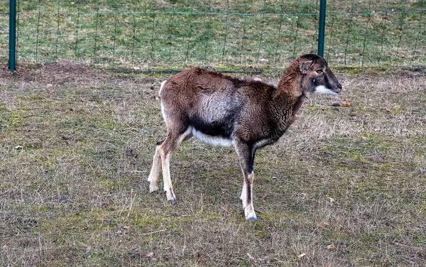 Slovakya 'nın Nitra kentindeki Tarım Üniversitesi' nin kreşinde Avrupa Mouflon Ovis orientalis.