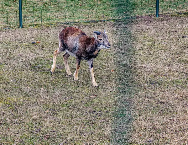 Slovakya 'nın Nitra kentindeki Tarım Üniversitesi' nin kreşinde Avrupa Mouflon Ovis orientalis.