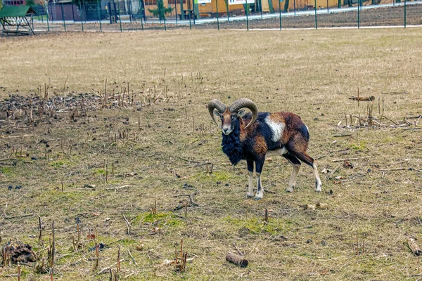 Slovakya 'nın Nitra kentindeki Tarım Üniversitesi' nin kreşinde Avrupa Mouflon Ovis orientalis.