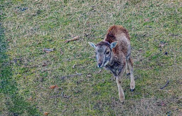 Slovakya 'nın Nitra kentindeki Tarım Üniversitesi' nin kreşinde Avrupa Mouflon Ovis orientalis.