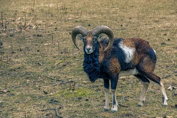 Slovakya 'nın Nitra kentindeki Tarım Üniversitesi' nin kreşinde Avrupa Mouflon Ovis orientalis.