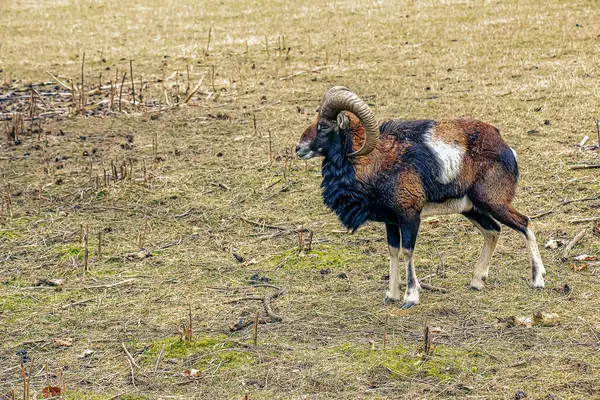 Slovakya 'nın Nitra kentindeki Tarım Üniversitesi' nin kreşinde Avrupa Mouflon Ovis orientalis.