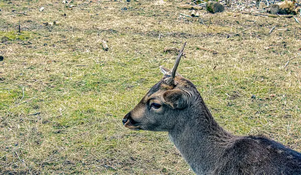 Slovakya 'nın Nitra kentindeki Tarım Üniversitesi' nin kreşinde Avrupa Mouflon Ovis orientalis.