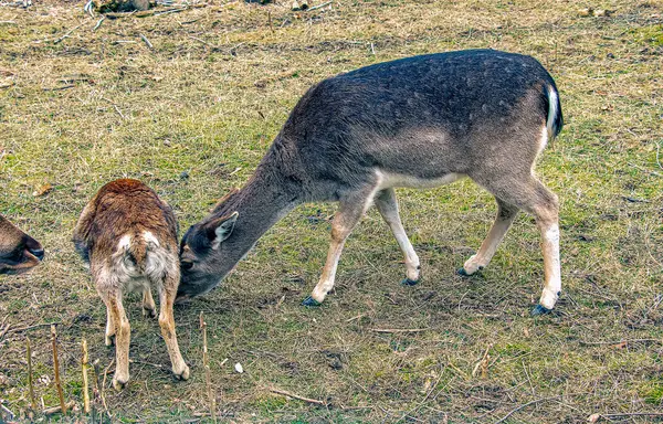 Slovakya 'nın Nitra kentindeki Tarım Üniversitesi' nin kreşinde Avrupa Mouflon Ovis orientalis.