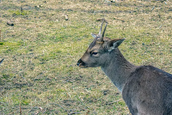 Slovakya 'nın Nitra kentindeki Tarım Üniversitesi' nin kreşinde Avrupa Mouflon Ovis orientalis.