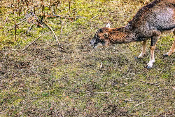 Slovakya 'nın Nitra kentindeki Tarım Üniversitesi' nin kreşinde Avrupa Mouflon Ovis orientalis.