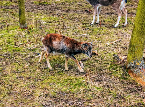 Slovakya 'nın Nitra kentindeki Tarım Üniversitesi' nin kreşinde Avrupa Mouflon Ovis orientalis.