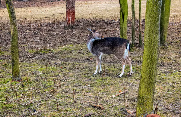 Slovakya 'nın Nitra kentindeki Tarım Üniversitesi' nin kreşinde Avrupa Mouflon Ovis orientalis.