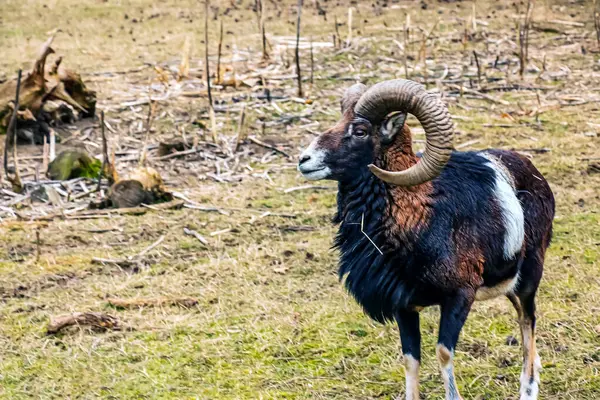 Slovakya 'nın Nitra kentindeki Tarım Üniversitesi' nin kreşinde Avrupa Mouflon Ovis orientalis.