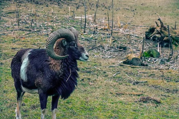 Slovakya 'nın Nitra kentindeki Tarım Üniversitesi' nin kreşinde Avrupa Mouflon Ovis orientalis.