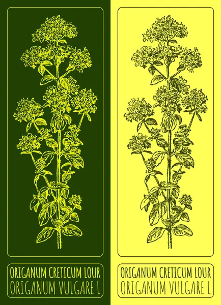 stock image Drawings OREGANO. Hand drawn illustration. Latin name ORIGANUM VULGARE L.