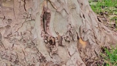 Yaşayan çınar ağacı kabuğunun dokusunun doğal arka planı.