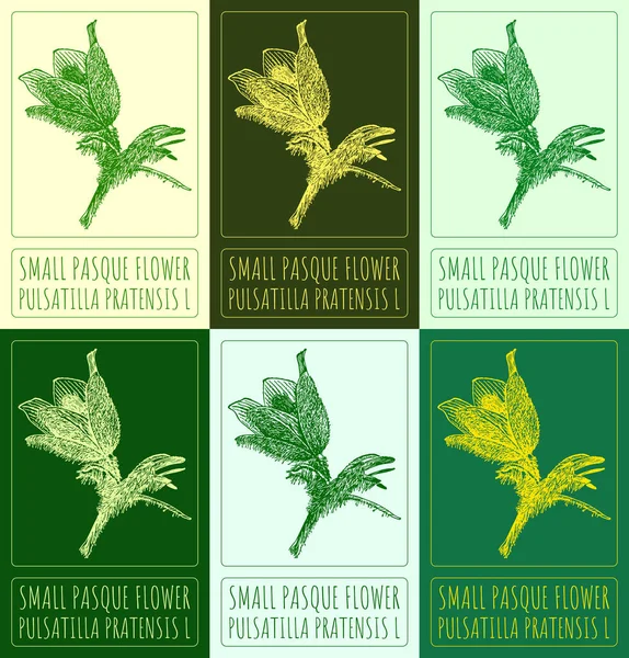 stock image Set of drawings of SMALL PASQUE FLOWER in different colors. Hand drawn illustration. Latin name PULSATILLA PRATENSIS L.