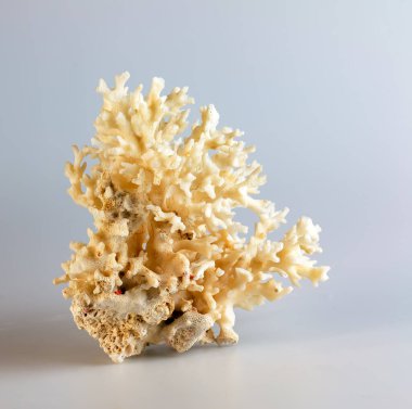 Deniz mercanı hatırası. Beyaz bir arkaplanda izole edilmiş.