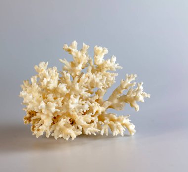 Deniz mercanı hatırası. Beyaz bir arkaplanda izole edilmiş.