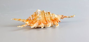 Lambis Truncata, beyaz arka planda kabuğu olmayan örümceğin yaygın adı..