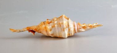 Lambis Truncata, beyaz arka planda kabuğu olmayan örümceğin yaygın adı..