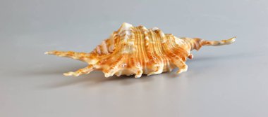 Lambis Truncata, beyaz arka planda kabuğu olmayan örümceğin yaygın adı..