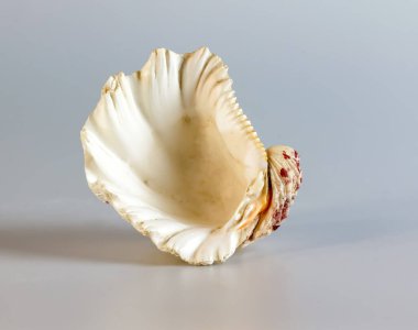 Beyaz bir zemin üzerinde büyük bir deniz yumuşakçasının kabuğu Tridacna gigas