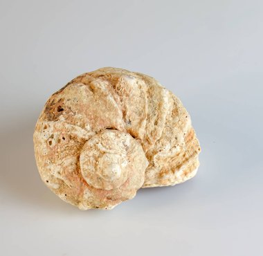 Beyaz arka plan üzerinde rapana venosa boş kabuk.