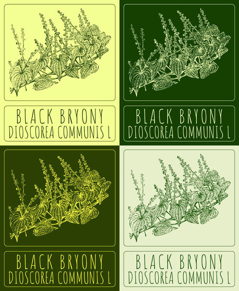 Set of vector drawing BLACK BRYONY in various colors. Hand drawn illustration. The Latin name is DIOSCOREA COMMUNIS L