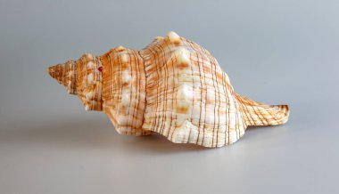 Beyaz zemin üzerinde deniz kabuğu Cymatium lotorium.