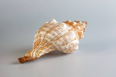 Beyaz zemin üzerinde deniz kabuğu Cymatium lotorium.