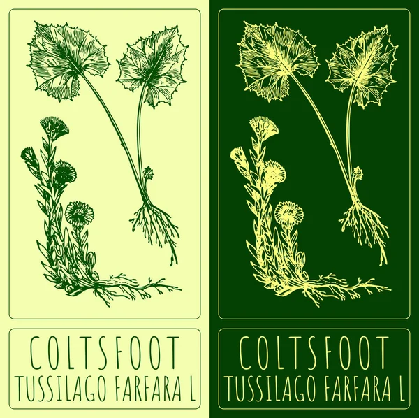 Rajzolás Coltsfoot Kézzel Rajzolt Illusztráció Latin Név Tussilago Farfara — Stock Fotó