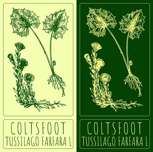 Vektorrajz Coltsfoot Kézzel Rajzolt Illusztráció Latin Név Tussilago Farfara — Stock Vector