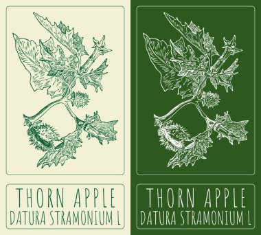 Thorn elması çiziyorum. El çizimi çizimi. Latince adı DATURA STRAMONIUM L.