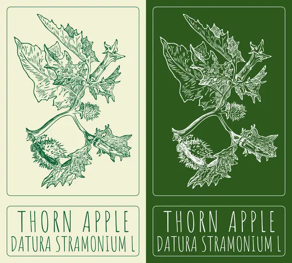Rajzolok Thorn Apple Kézzel Rajzolt Illusztráció Latin Név Datura Stramonium — Stock Fotó