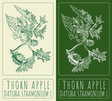 Elma şekeri çizen vektör. El çizimi çizimi. Latince adı DATURA STRAMONIUM L.