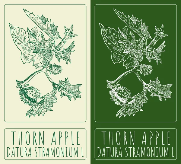 Vektor Rajz Thorn Apple Kézzel Rajzolt Illusztráció Latin Név Datura — Stock Vector