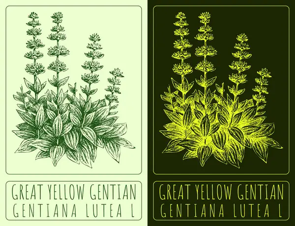 Dibujando Gran Gentiano Amarillo Ilustración Hecha Mano Nombre Latín Gentiana —  Fotos de Stock
